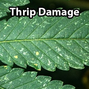 thrips-cannabis.jpg