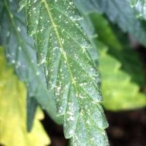 spider-mite-damage-cannabis-sm.jpg