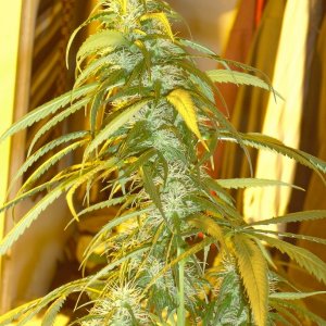 Nevilles Haze Main cola (7 weeks)