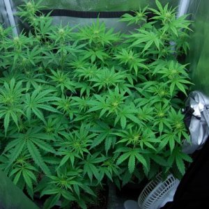 skunk-auto-flower-week2.JPG