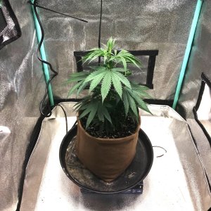 GM clone 2-18-23 D29.jpg