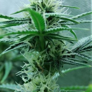 Lemon-Grass-Auto-6weeks-buds.JPG