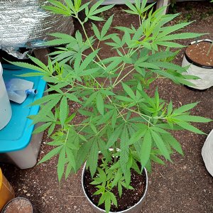 seedsman_30to1_CBD1.jpg