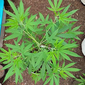 seedsman_30to1_CBD2.jpg