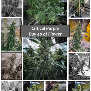 Critical Purple Day 40 of Flower Collage.png