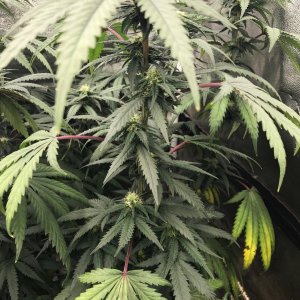 PE clone purple stems 2-28-23.jpg