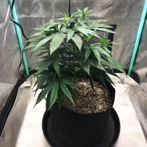 GM clone 2-28-23 D38.jpg