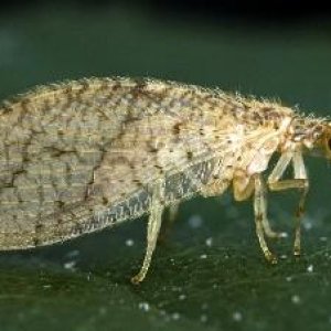 HGIC_insects_brownlacewing_384x226_nt.jpg