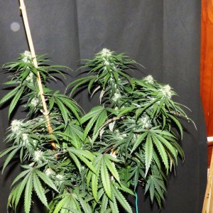 PE clone top 3-10-23 F38.JPG