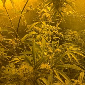 Strawberry Banana auto day 75.jpg