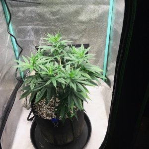 GM clone 3-12-23 F3.jpg