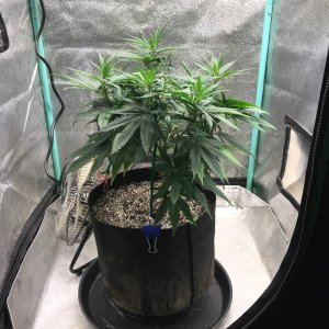 GM clone level 3-12-23 F3.jpg