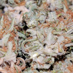 chocolate-skunk-buds.JPG