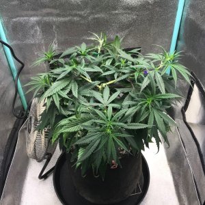 GM clone 3-15-23 F6.jpg