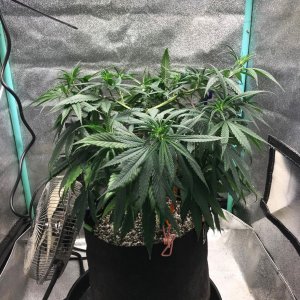 GM clone1 3-15-23 F6.jpg