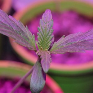 auto-northern-lights-grow-journal.JPG