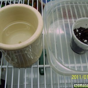 cup_dirt