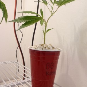 Blackberry Kush 1st day 1/22/11