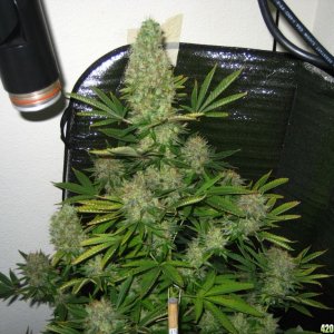 Blue Dream (Day 83 Flowering)