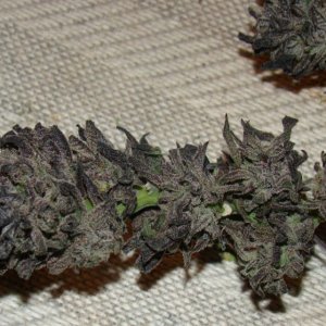 Afghan Hybrids