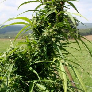 african bush weed