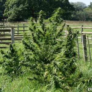 african bush weed