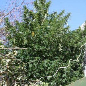 african bush weed