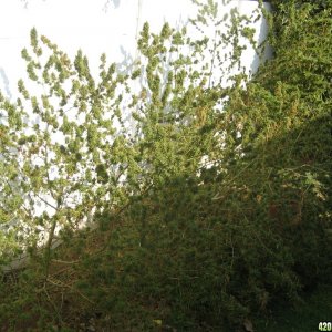 african bush weed