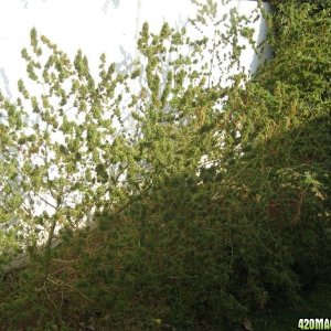 african bush weed