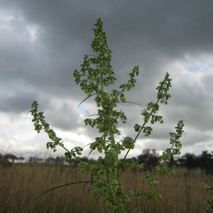 african bush weed