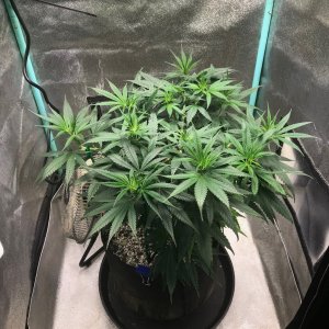 GM clone 3-18-23 F9.jpg