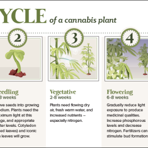 anatomy-cannabis-plant-share.png