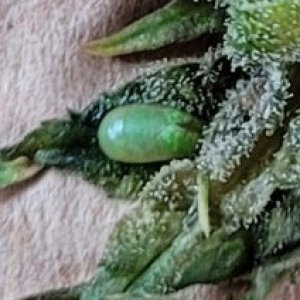 LeC harvest bud rot.jpg