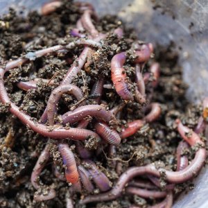 ef-in-vermicompost.jpg