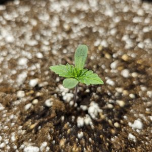 seedling3.jpg