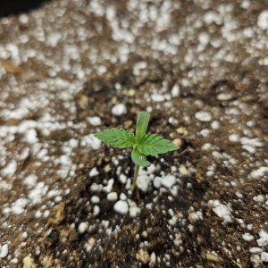 seedling4.jpg