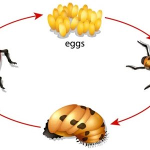 Ladybug-Life-Cycle.jpg