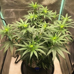 GM clone 3-22-23 F6.jpg