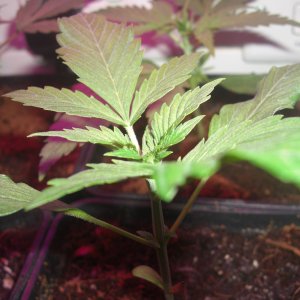 auto-northern-lights-early-cal-mag deficiency.JPG