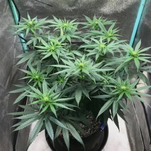 GM clone 3-24-23 F15.jpg