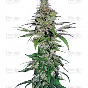 rt_Northern_Lights_Pyramid_Seeds__IX2Ppp2pCMFvD8jy.jpg