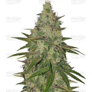 z-original-sensible-seeds-strain__IpjF3TSgYF1sYtt9.jpg