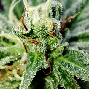 blue_dream_bud_closeup1.jpg