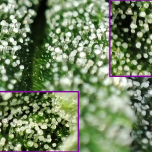 CBG_trichomes1.jpg