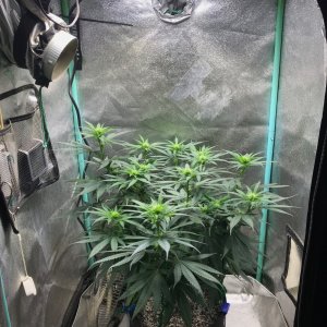 GM clone 5-25-23 F16.JPG