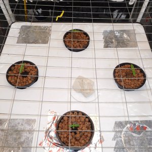 FDOG Day 6 veg (1).JPG