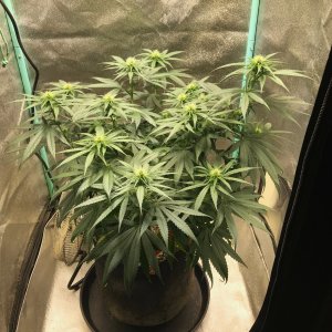 GM clone1 3-28-23 F19.jpg