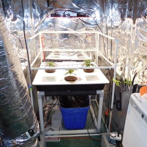 AG Day 21 veg (3).JPG