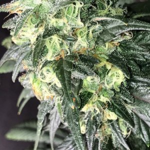 PE clone bud 3-28-23 F56.JPG