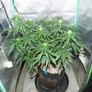 GM clone 3-29-23 F20.JPG